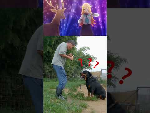 しかのこのこのここしたんたん #rottweiler #shorts(YouTube)