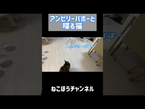 アンビリーバボーと喋る猫w #shorts(YouTube)