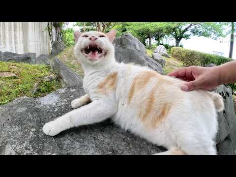 いかつい風貌の茶シロ猫が親友の黒マスク猫に甘えまくる(YouTube)