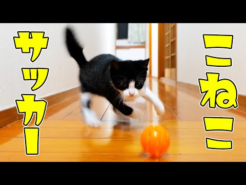 猫屋敷サッカー大会‼子猫達のドリブルがガチでJ1レベル⁉　○～🐈🐈💨【仲良し子猫姉妹の成長記録】(YouTube)