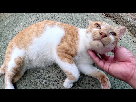 人懐っこい茶シロ猫がコテンと倒れてナデナデを要求してくる(YouTube)