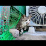 エアコンの裏で寝ていた猫ちゃん、モフられに出てきた(YouTube)