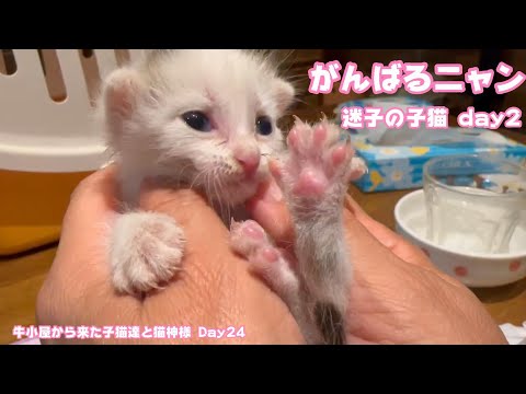 がんばるニャン ぼっちじゃないよ  迷子の子猫 Day2 牛小屋から来た子猫達と猫神様 Day24  Teto116 NutoNimo46 Neo14  2024 07 30 1(YouTube)