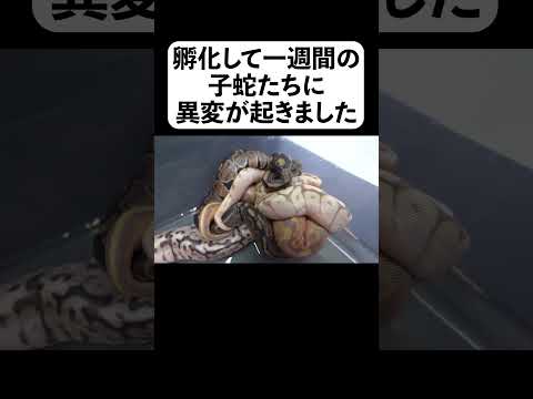 孵化して一週間の子蛇たちに異変が起きました(YouTube)