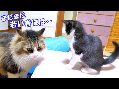 今こそ見せろ、ボス猫の威厳🐈(YouTube)