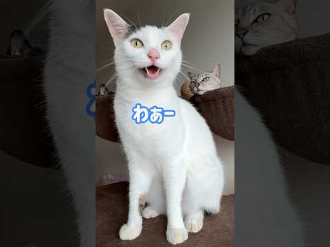 鳥が来てないかパトロールするお喋り猫 #shorts(YouTube)