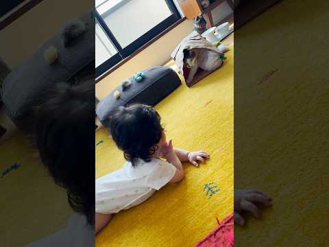 猫がきて喜ぶ赤ちゃん、赤ちゃんが気になる猫 #生後8ヵ月 #cats(YouTube)