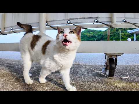 夕方のフェリー乗り場にいた野良猫が何か話し掛けてきた(YouTube)