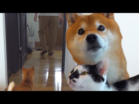パパ不在の一日！柴犬と猫の思いがけないお留守番とは。(YouTube)