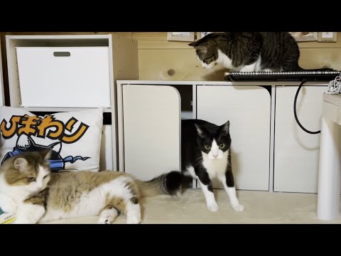 「私も閉めてほしい」と順番に秘密基地に入って行く猫(YouTube)