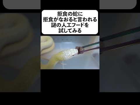 拒食の蛇に拒食がなおると言われる謎の人工フードを試してみる(YouTube)
