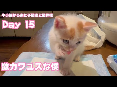 激カワユスだけどね男の子です 牛小屋から来た子猫達と猫神様 Day15  2024 07 21 1(YouTube)