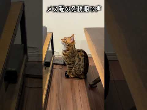 メス猫の発情動画に触発されてしまったネコ #ルトロゼ #猫 #ベンガル(YouTube)