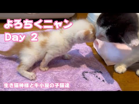 よろちくニャン  生き猫神様と牛小屋から来た子猫達 Day 2  2024 07 08 2(YouTube)