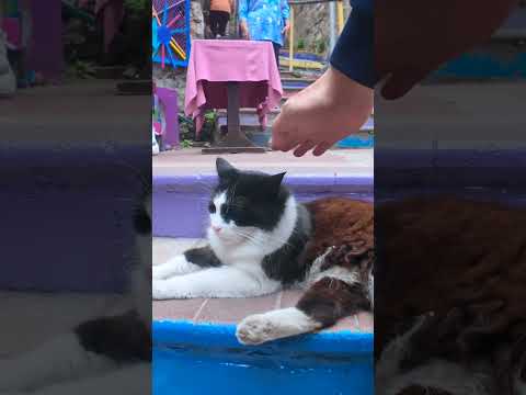 何故か階段がカラフルな街の猫(YouTube)