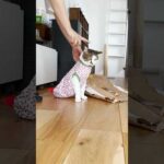 さよならだじょ… #ぼくの秘密基地 #cats(YouTube)