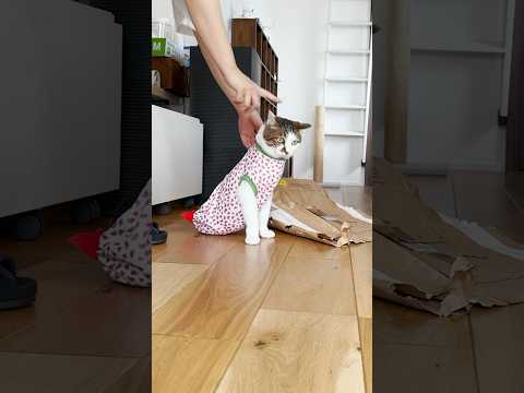 さよならだじょ… #ぼくの秘密基地 #cats(YouTube)