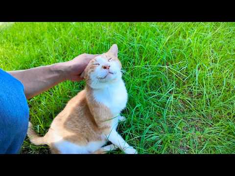 公園の草むらで寝ていた猫を撫でるとゴロゴロと喜んでカワイイ(YouTube)