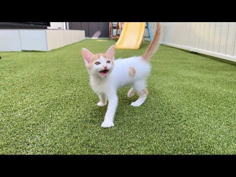 保護した子猫を初めて庭に出してみたら大喜びでこうなっちゃいました…w(YouTube)