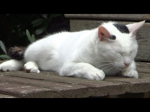 ずっと孤独だった猫は仲間に入れませんでした(YouTube)