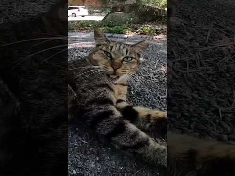木陰で野良猫が寝ていたのでナデナデすると隣に座ってきた #感動猫動画 #野良猫 #自由猫(YouTube)