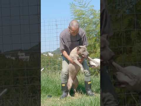 #ピットブル #ウンタカダンス #踊ってみた  #pitbull(YouTube)