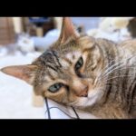 遊んでる妹猫を寝かしつける眠りの天才猫はこちらです(YouTube)