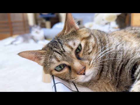 遊んでる妹猫を寝かしつける眠りの天才猫はこちらです(YouTube)