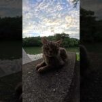 橋で仲良く夕日を浴びるキジ猫コンビ #野良猫ちゃん #ネコ #cat(YouTube)