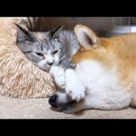 柴犬のお顔をお手手置きにする我が家の永遠の子猫姫(YouTube)