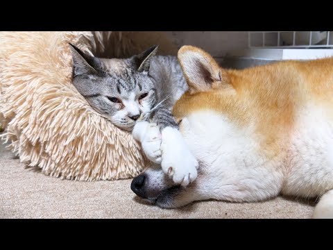 柴犬のお顔をお手手置きにする我が家の永遠の子猫姫(YouTube)