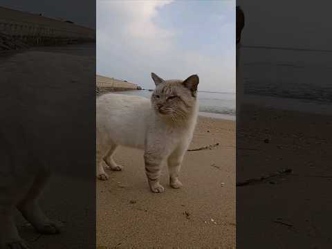 野良猫のパトロールについていったらずーっと喋りっぱなしだった #癒し #bgm #猫(YouTube)