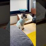 秘密基地がこわれたじょ… #cats(YouTube)