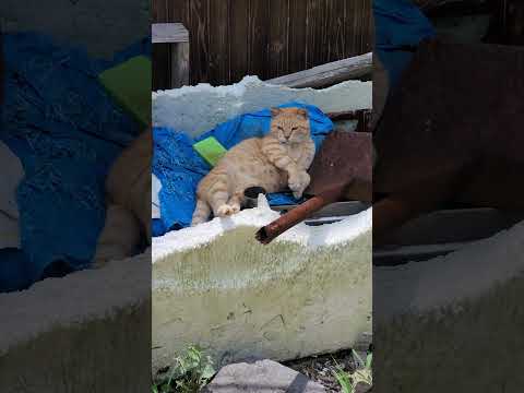 お腹丸出しで爆睡する茶トラ猫 #野良猫ちゃん #cat #ネコ(YouTube)