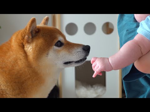 どうしたの？赤ちゃんが泣き出すと柴犬は犬語で何かを訴えかけました。(YouTube)