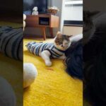 愛猫に頭を差し出す #ご奉仕かご褒美か #cats(YouTube)