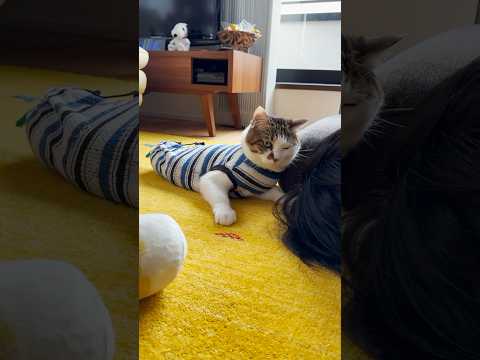 愛猫に頭を差し出す #ご奉仕かご褒美か #cats(YouTube)