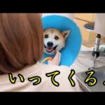 急性フィラリア症の手術を行いました。(YouTube)