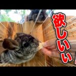 消極的なチンチラに大好物をあげたら身を乗り出すほど超積極的になったw(YouTube)