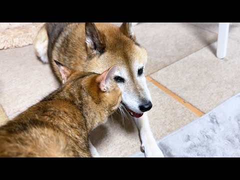ずっと猫たちを支えてきた柴犬はこの距離感が好きなのです(YouTube)