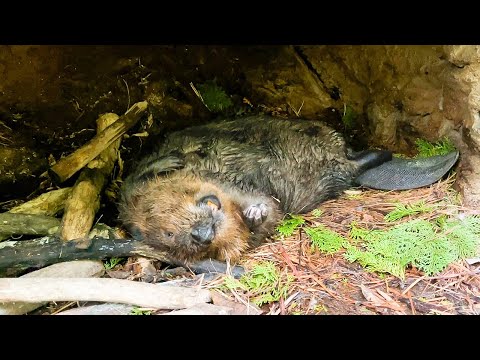 ビーバーに密着したら驚きの光景で、飼育員もビックリwwwww(YouTube)