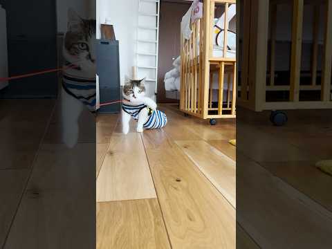 おもちゃが消えたじょ… #cats(YouTube)