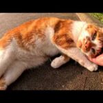 親友猫と死別してから、急に甘えん坊になった茶シロ猫ちゃん(YouTube)