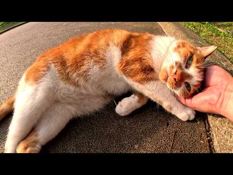 親友猫と死別してから、急に甘えん坊になった茶シロ猫ちゃん(YouTube)