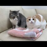 保護した子猫の匂いを初めて嗅いだら猫たちがまさかのこうなっちゃいました…(YouTube)