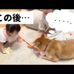 大事なおもちゃを赤ちゃんに奪われた柴犬の反応がこちらです…(YouTube)