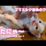 ママミルク最後のウンチが出たニャ～ 今までありがと 牛小屋から来た子猫達と猫神様 Day3   2024 07 09 2(YouTube)