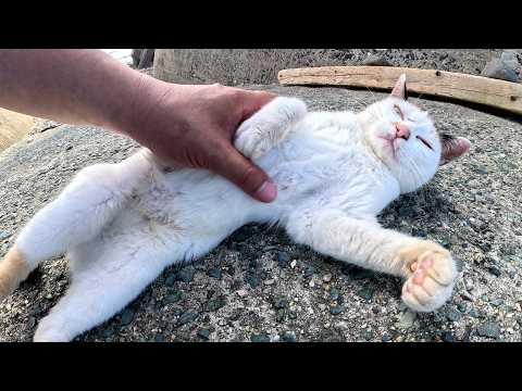 おかっぱ頭の三毛猫が人間にお腹を見せて無防備にモフられる(YouTube)