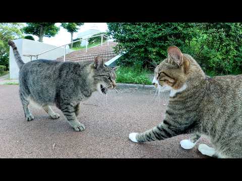 無防備に甘えるキジシロ猫の所に先輩猫がやって来て喝を入れる(YouTube)