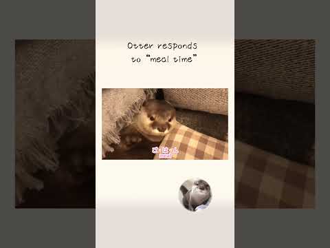 Otter responds to _meal time_(YouTube)